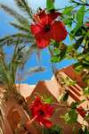 Magic Life Sharm el Sheikh Imperial 